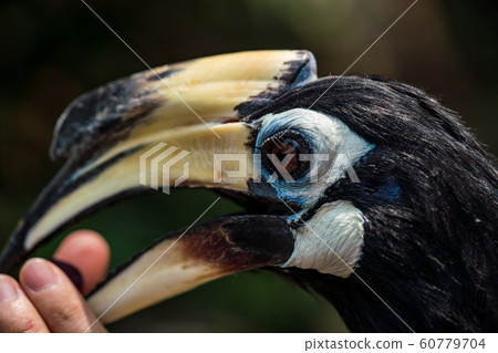 Northern Magpie Hornbill Close Up Northern Magpie Hornbill Close Up 60779704