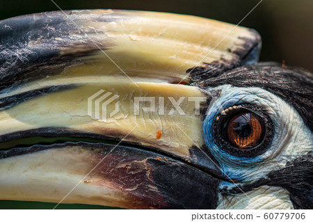Northern Magpie Hornbill Close Up Northern Magpie Hornbill Close Up 60779706