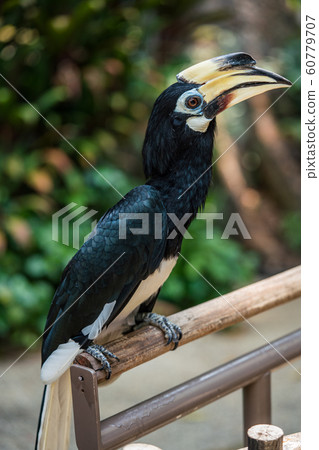 Northern Magpie Hornbill Close Up Northern Magpie Hornbill Close Up 60779707