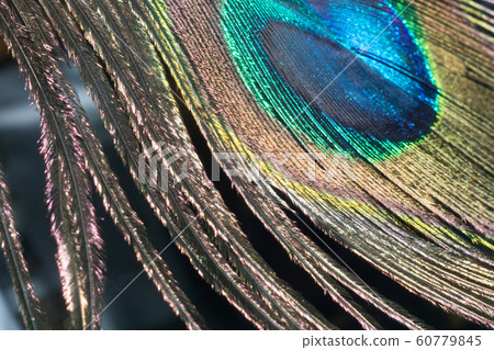 Peacock Feather 60779845
