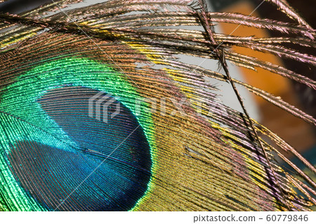 Peacock Feather Peacock Feather 60779846