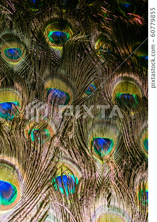 Peacock Feather Macro Peacock Feather Macro 60779855