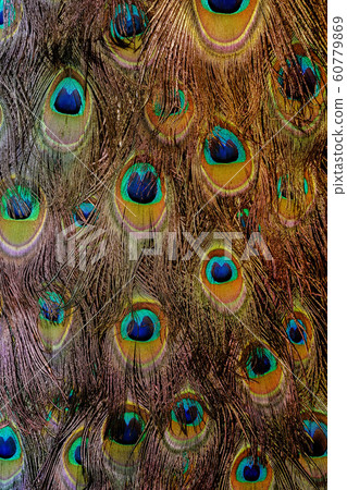 Peacock Feather Macro 60779869