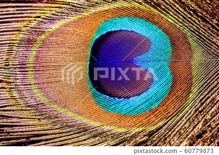 Peacock Feather Macro Peacock Feather Macro 60779873