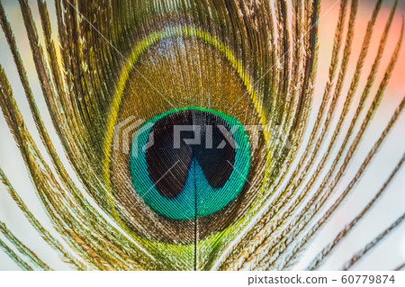 Peacock Feather Macro Peacock Feather Macro 60779874
