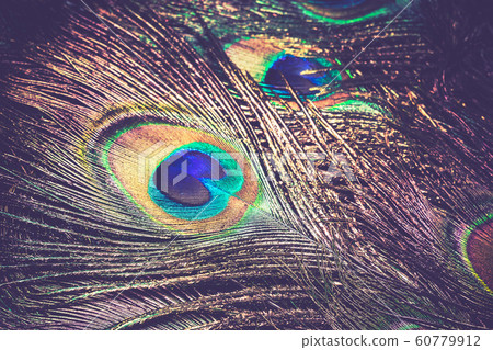 Peacock Feather Macro Retro 60779912