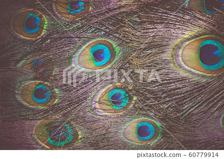 Peacock Feather Macro Retro 60779914