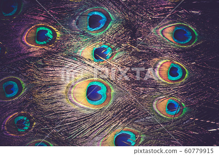 Peacock Feather Macro Retro Peacock Feather Macro Retro 60779915