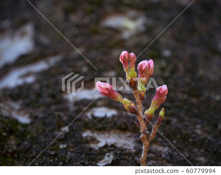 櫻桃青苔黑暗背景 60779994