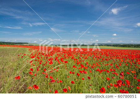 Red Poppy, Germany Red Poppy, Germany 60780051