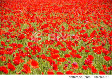 Red Poppy, Germany Red Poppy, Germany 60780052