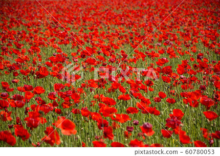 Red Poppy, Germany Red Poppy, Germany 60780053