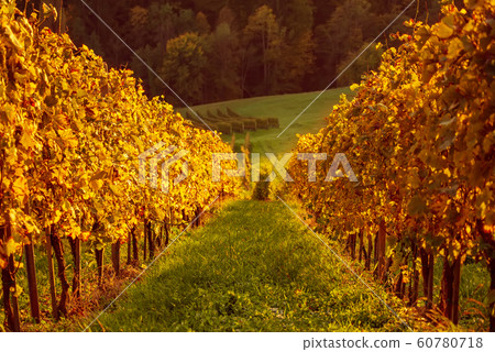 Vineyards row in Slovenia 60780718