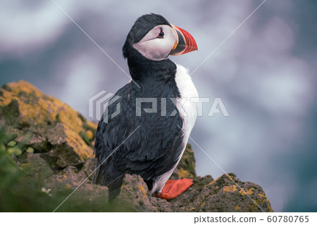 Single atlantic puffin Single atlantic puffin 60780765