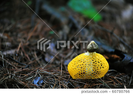 Yellow Mesh Mushroom Yellow Mesh Mushroom 60780766