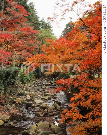 富士寺紅葉 60781114