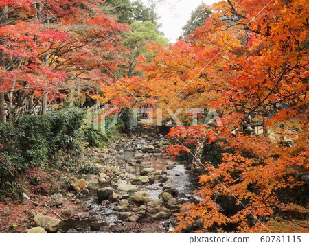 富士寺紅葉 60781115