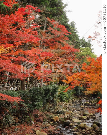 富士寺紅葉 60781116