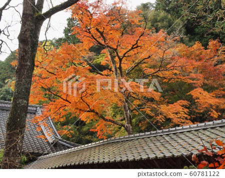 Autumn leaves at Fotsu-ji Temple 60781122