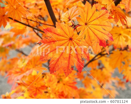 Autumn leaves at Butsuji Temple Autumn leaves at Butsuji Temple 60781124
