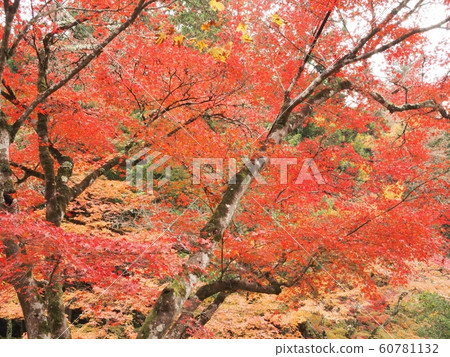 富士寺紅葉 60781132