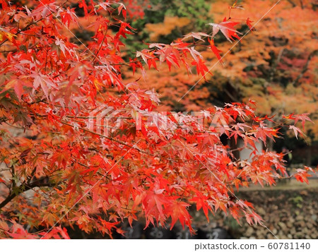 Autumn leaves at Fotsu-ji Temple 60781140