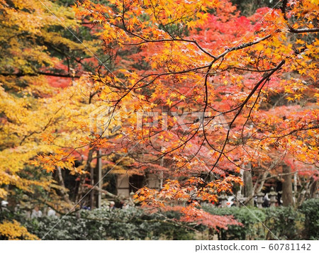 Autumn leaves at Fotsu-ji Temple 60781142