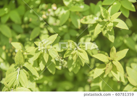 Spring green image up Spring green image up 60781359