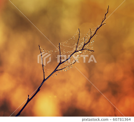 Tree twig with droplets Tree twig with droplets 60781364
