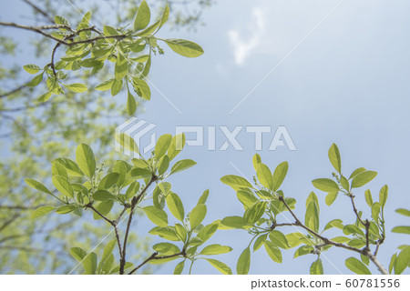 春天綠色圖像和藍天 60781556