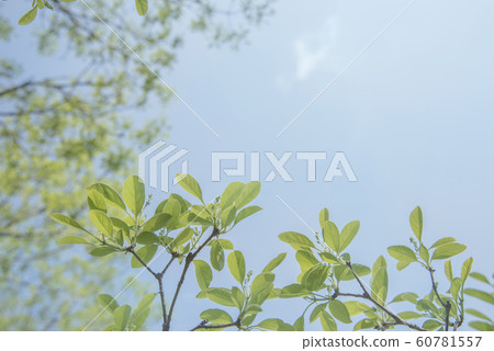 Spring green image and blue sky 60781557