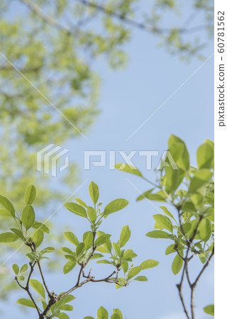Spring green image and blue sky 60781562