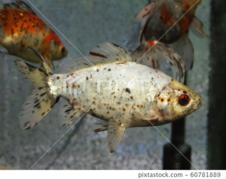 Edo bullion Edo bullion 60781889