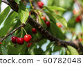 Cherry 60782048