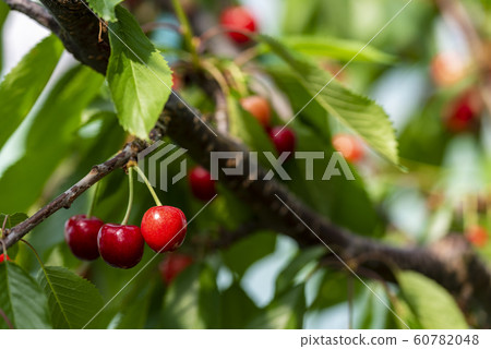 Cherry Cherry 60782048