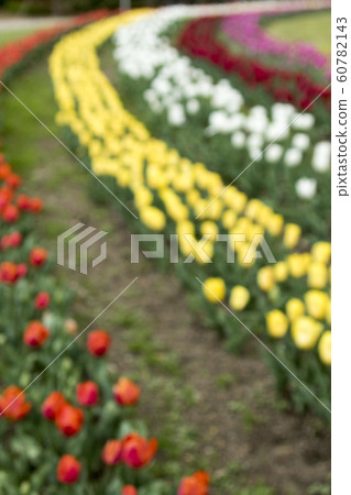 Background image-7-Tulip blur photo, background image Background image-7-Tulip blur photo, background image 60782143