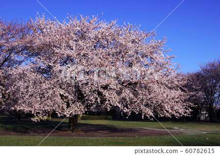Cherry blossom image 60782615