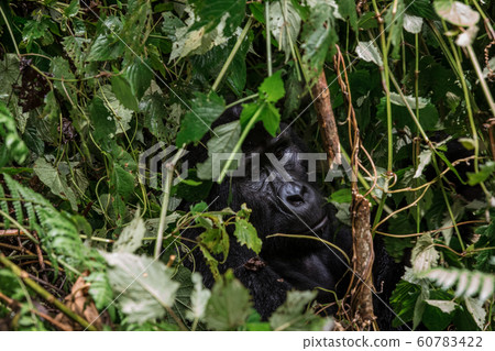 portrait of a large male gorilla in the depths of vegetation portrait of a large male gorilla in the depths of vegetation 60783422
