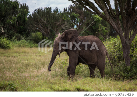 Little elephant playing, among the bushes and candelabra trees, against the blue mountains 60783429