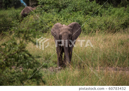 Little elephant standing, among the bushes and candelabra trees, against the blue mountains 60783432