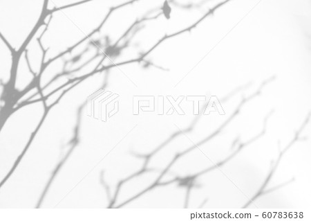 shadows of the tree brunches on a white wall shadows of the tree brunches on a white wall 60783638