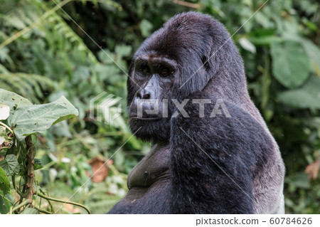 close up portrait of silverback in the wild deep in the jungle close up portrait of silverback in the wild deep in the jungle 60784626