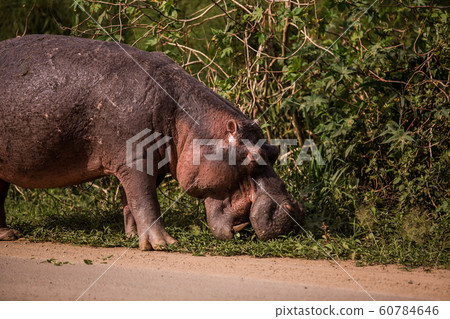 a huge Hippo walks along the road with public transport and chews grass. This is a rarity as hippos usually sit in the water during the day a huge Hippo walks along the road with public transport and chews grass. This is a rarity as hippos usually sit in the water during the day 60784646