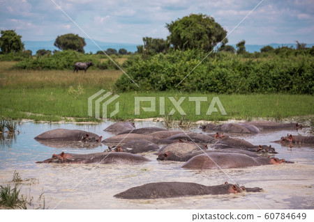 a group of hippos sitting in a small lake in the African Savannah 60784649