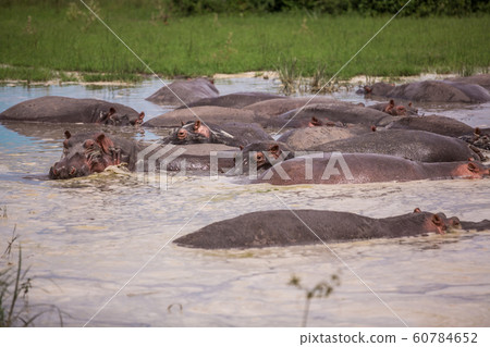 a group of hippos sitting in a small lake in the African Savannah 60784652