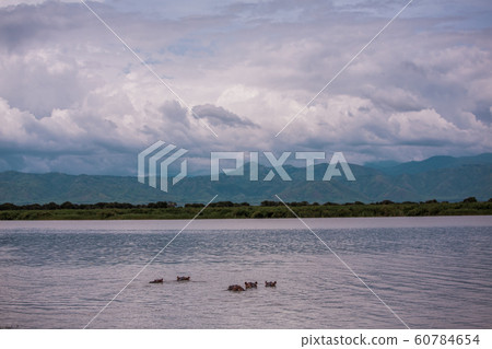 Landscape with a group of hippos on the river Nile Landscape with a group of hippos on the river Nile 60784654