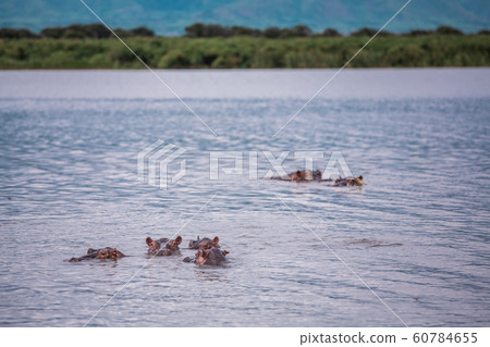 Landscape with a group of hippos on the river Nile Landscape with a group of hippos on the river Nile 60784655