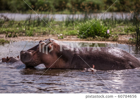 mother and baby hippos sitting in the water on the river Nile 60784656