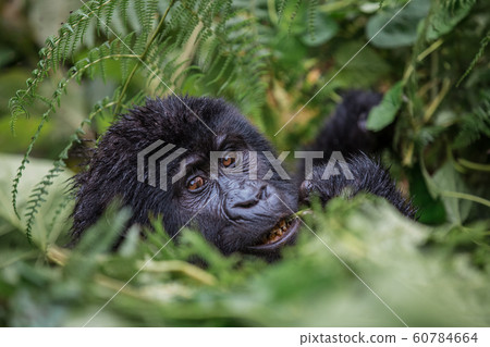 close up portrait of a black gorilla looking at you and chewing in the wild deep in the jungle 60784664