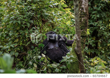 A black gorilla with a baby chewing vegetation in the wild deep in the jungle 60784667